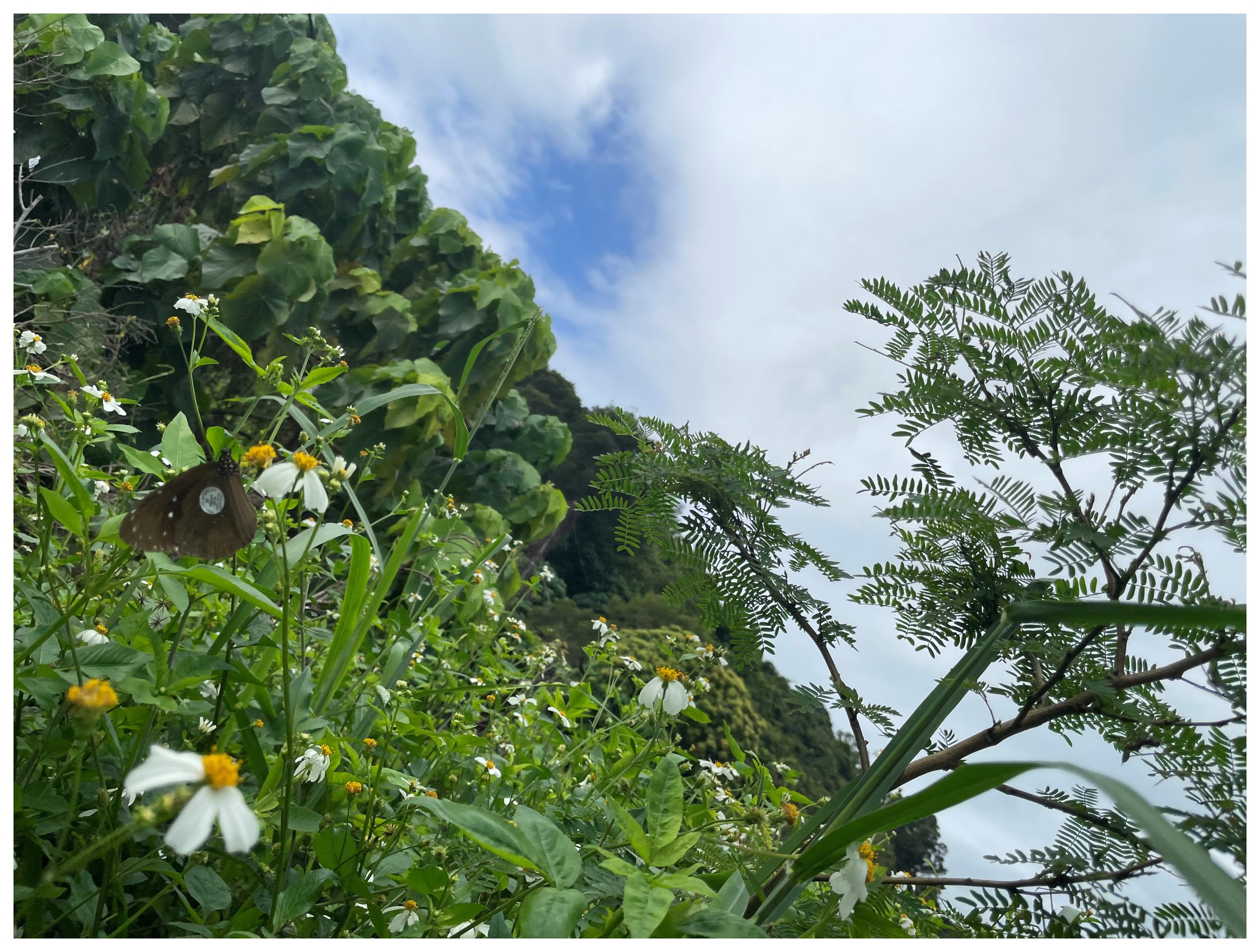 A close-up view of a butterfly perched on a flower amidst lush greenery, with large green leaves and a partly cloudy sky in the background.