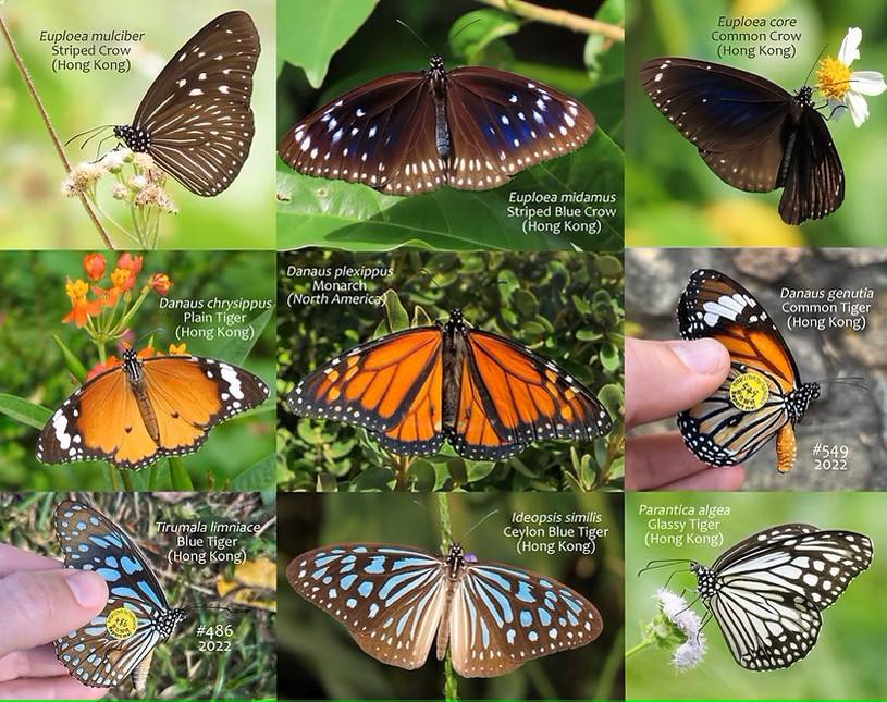 A collage of nine different butterfly species found in Hong Kong and North America. Each butterfly is labeled with its scientific name and common name, along with the region it is found in.